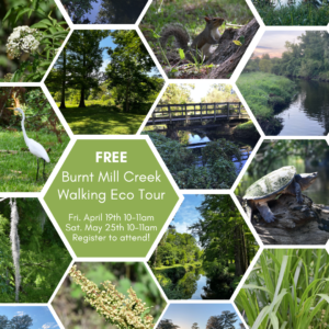 Promotional flyer for a free walking eco tour at Burnt Mill Creek, featuring a collage of nature and wildlife images.